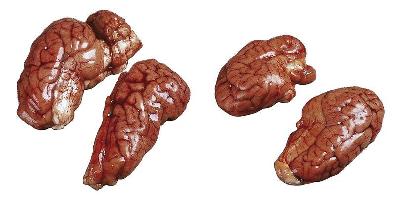 Schweine Hirn Schweine Hirn