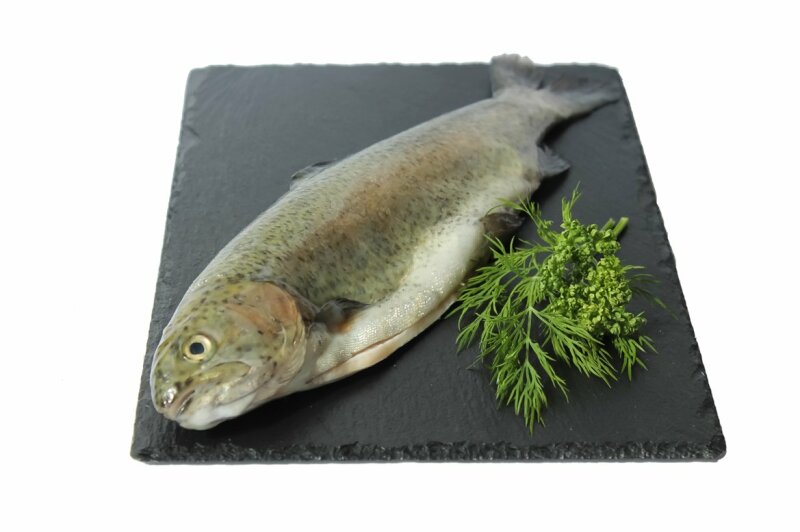 Forelle im Ganzen Waldland Forelle im Ganzen Waldland